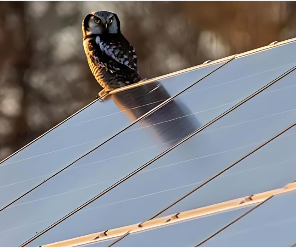 an owl perched on a solar panel